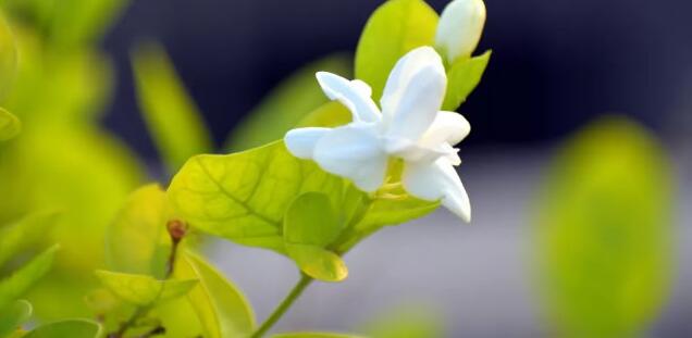 芳香疗法介绍
