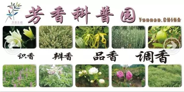 公告│“芬芳五月，七彩云南”寻香之旅报名进行中